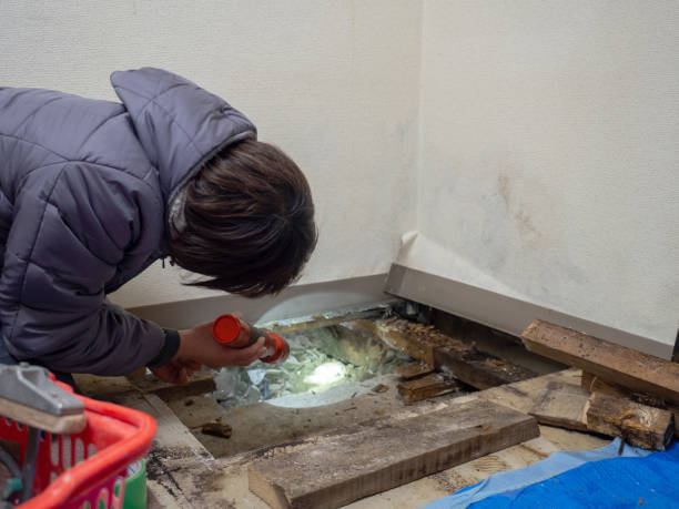  Hunters Creek Village, TX Mold Removal Pros