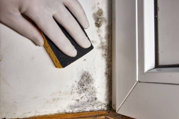 Mold Odor Removal Services in Hunters Creek Village, TX