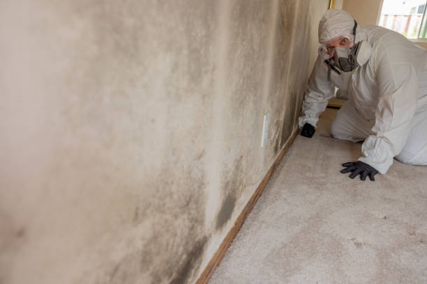 Best Environmental Consulting for Mold Prevention  in Hunters Creek Village, TX